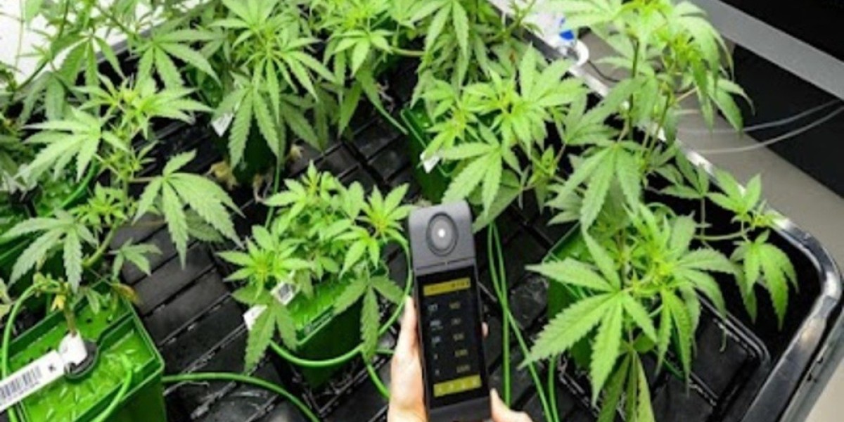 Pourquoi choisir le CBD Talence pour améliorer votre bien-être au quotidien ?