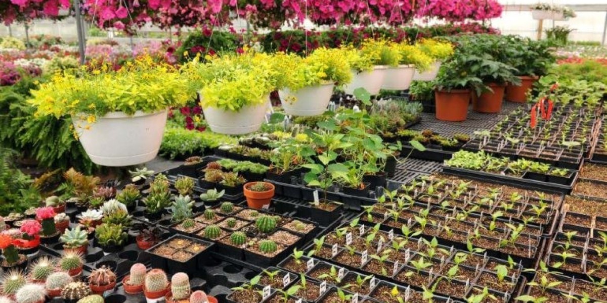 Top 10 Indoor Plants in Karachi That Thrive All Year Round